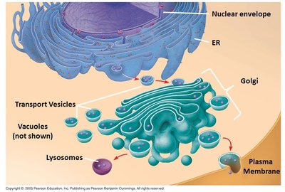Diagram of endomembrane system