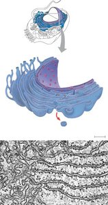 Diagram of rough and smooth ER
