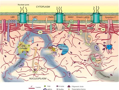 Diagram of nuclear lamina and associated proteins