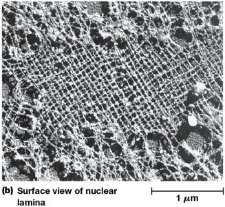 Surface view of nuclear lamina