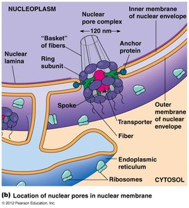 Location of nuclear pores in nuclear membrane
