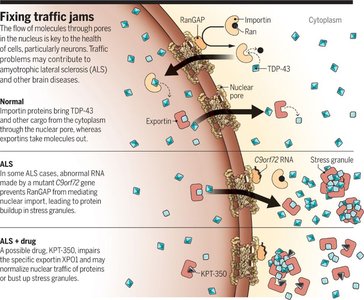 Diagram of nuclear transport and traffic jams in ALS