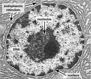 Electron micrograph of nucleolus and nucleus