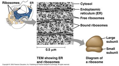TEM showing ER and ribosomes