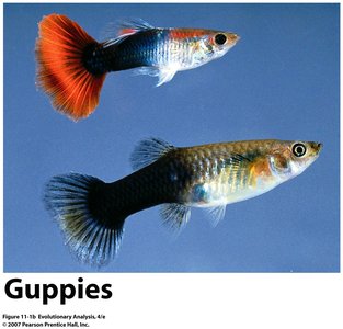 Male and female cardinals showing sexual dimorphism