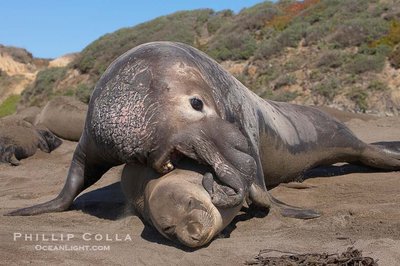 Male and female elephant seals showing sexual dimorphism