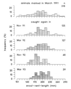 Graph showing stabilizing selection for body size in marine iguanas