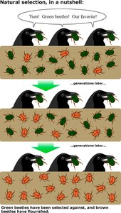 Natural selection cartoon with beetles and birds