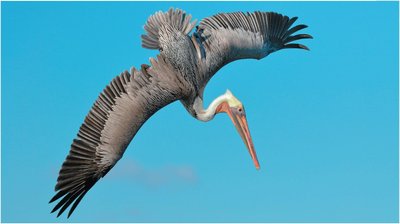 Bird in flight illustrating structure and function