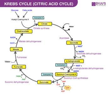 Diagram of the Krebs (Citric Acid) Cycle