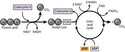 Simplified diagram of the citric acid cycle and pyruvate oxidation
