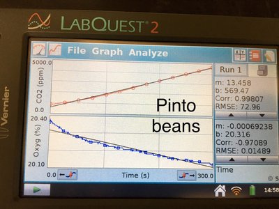 Experimental setup for measuring gas exchange in beans