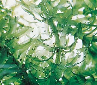 LabQuest data showing CO2 and O2 changes in pinto beans