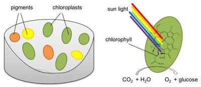 Leaf and chloroplast structure relevant to photosynthesis