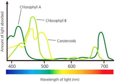 Diagram of the light reactions and Calvin cycle in photosynthesis