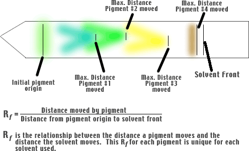 Diagram of the electromagnetic spectrum highlighting visible light