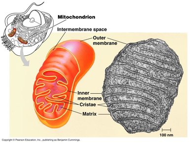 Structure of mitochondrion showing compartments relevant to cellular respiration