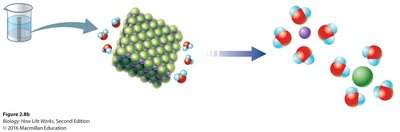Hydration shells around Na+ and Cl- ions