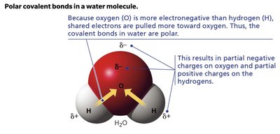 Polar covalent bonds in water