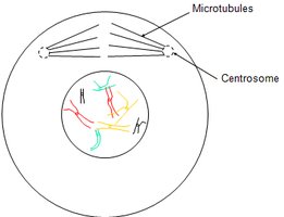 Diagram of cell with microtubules and centrosome