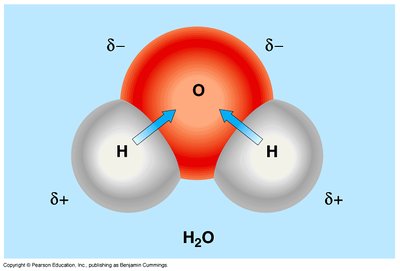 Polar covalent bonds in a water molecule