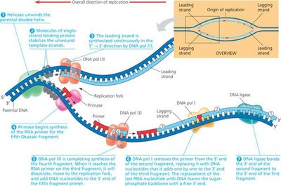 Semi-conservative DNA replication model