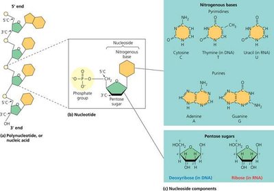 Nucleotide structure and nitrogenous bases