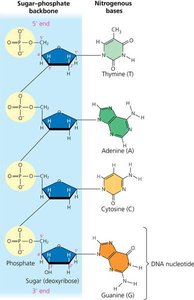 DNA nucleotide structure and backbone
