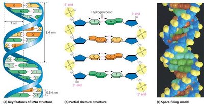 Key features of DNA structure and base pairing