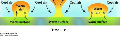 Diagram of Hadley cell atmospheric circulation