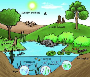 Ecosystem showing abiotic and biotic factors