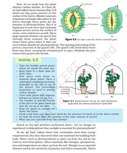 Structure and function of stomata