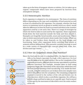 Amoeba engulfing food particles