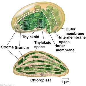 Chloroplast structure showing thylakoid, stroma, granum, and membranes