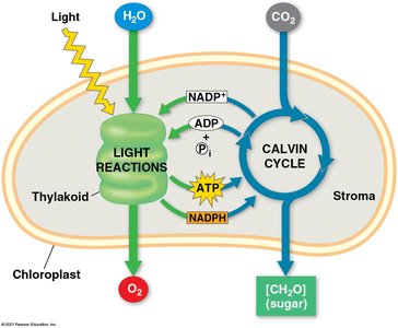 Diagram of light reactions and Calvin cycle in chloroplast