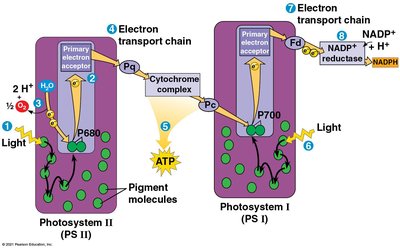 Photosystem II and Photosystem I electron flow diagram