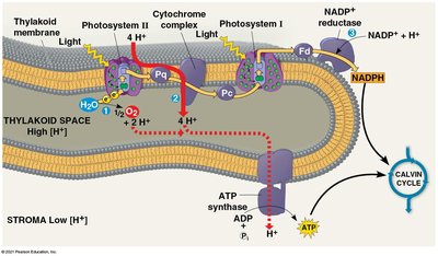 Chemiosmosis and ATP generation in thylakoid membrane