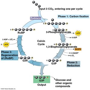 Calvin cycle showing carbon fixation, reduction, and regeneration