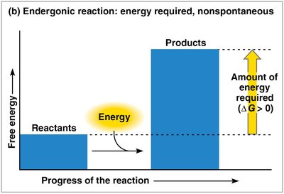 Graph of an endergonic reaction showing energy required