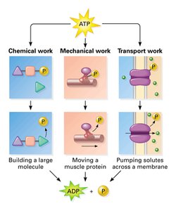 Diagram showing ATP powering chemical, mechanical, and transport work