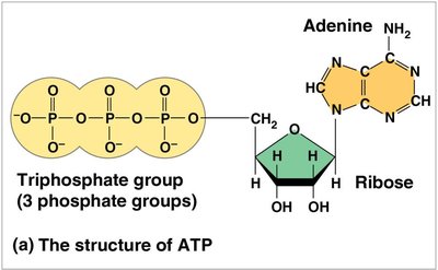 Diagram of ATP hydrolysis