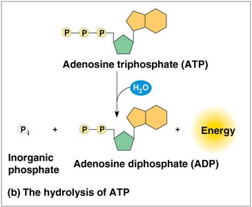 Diagram showing ATP hydrolysis powering cellular work