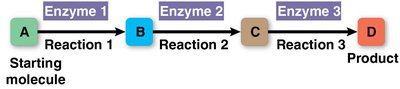 Diagram of a metabolic pathway with enzymes catalyzing each step