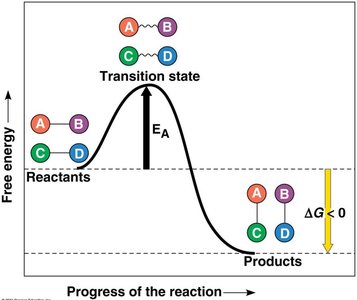 Graph comparing activation energy with and without enzyme