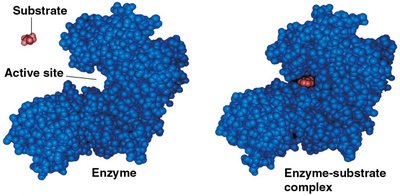 Stepwise diagram of enzyme-substrate interaction and catalysis