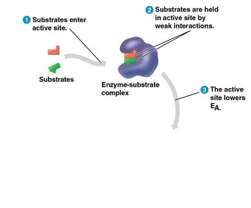 Stepwise diagram of enzyme-substrate interaction and catalysis