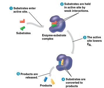 Stepwise diagram of enzyme-substrate interaction and catalysis