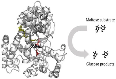 Graph showing optimal pH for two enzymes