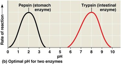 Graph showing optimal temperature for two enzymes
