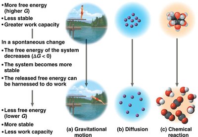 Diagram showing the relationship between free energy, stability, and work capacity